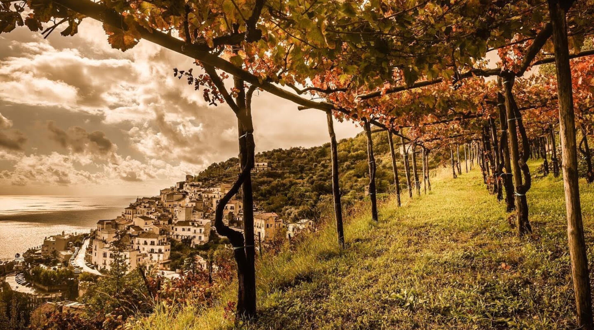 Wine Tour 5